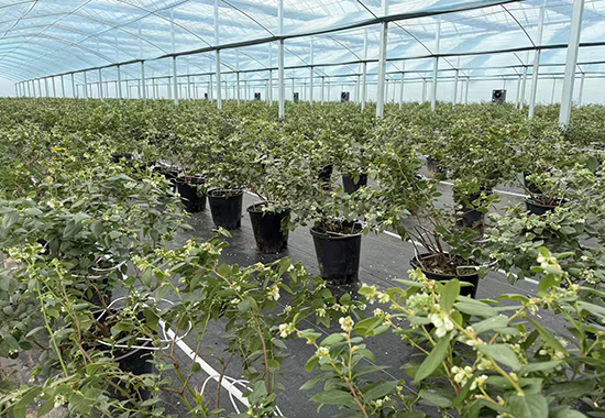 温室孕硕果 产业富乡邻