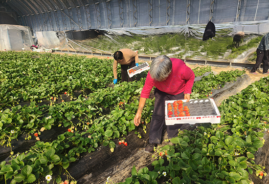 冬日“红玛瑙” 增收“金果子” 