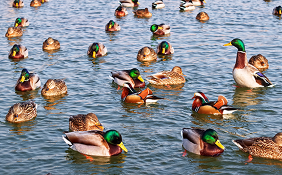 衡水湖：野生鸳鸯冬日戏水趣味浓