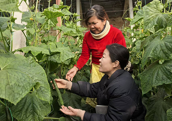武邑县审坡镇：气象服务护航大棚蔬菜防寒稳产