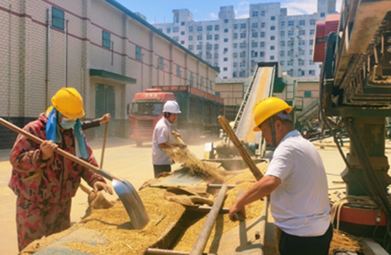 中央储备粮衡水直属库夏粮收购全面启动