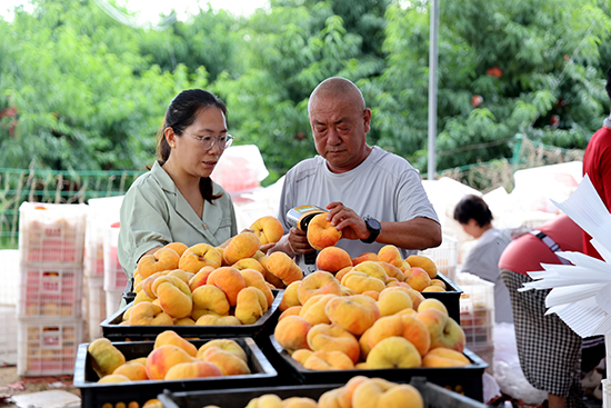 故城县东京村：蟠桃丰收满枝头 特色种植助增收